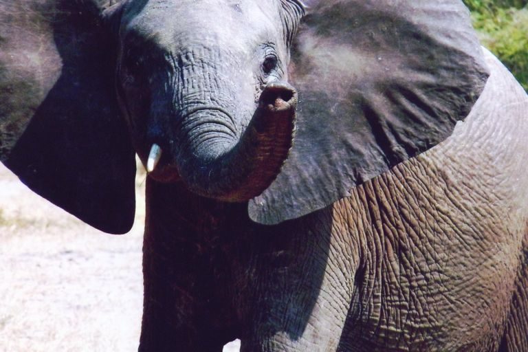 An elephant close to the vehicle