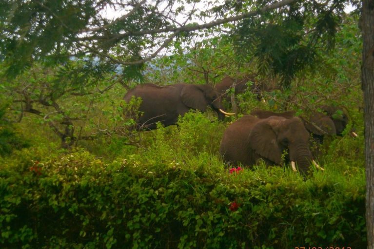 Elephants moving through the bush