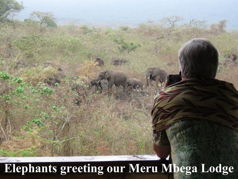 Elephants passing the lodge boundary