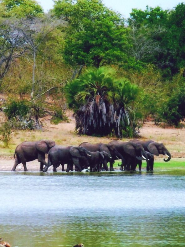 Elephants at the water's edge