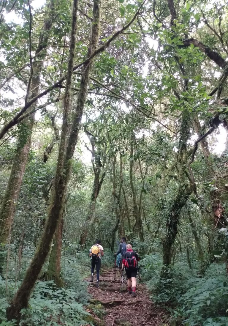 Walkers on a forest path near the lodge