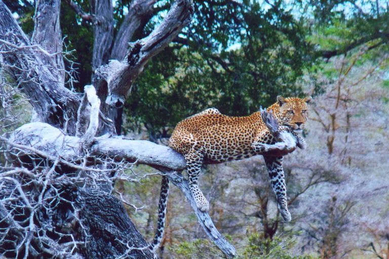 A leopard stretched along a branch
