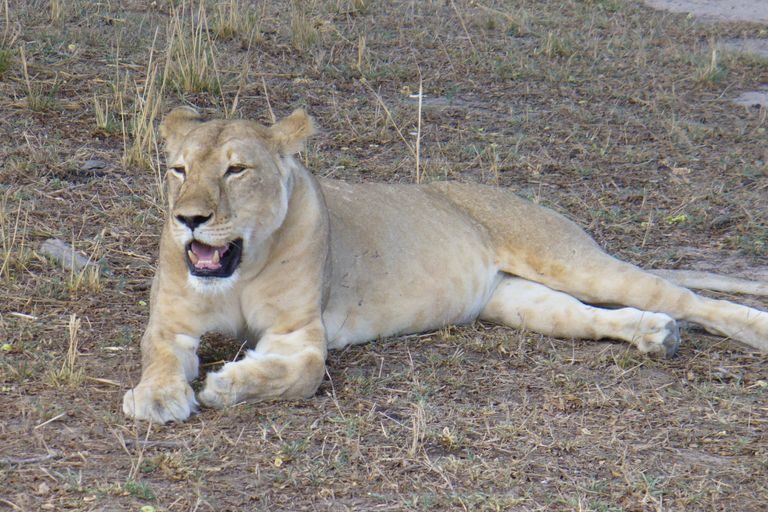 A lioness resting in the shade