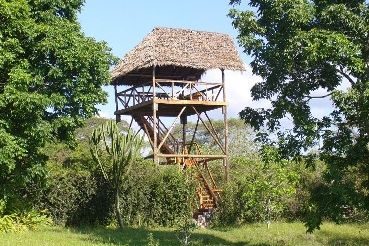 The wooden viewing tower above the treetops