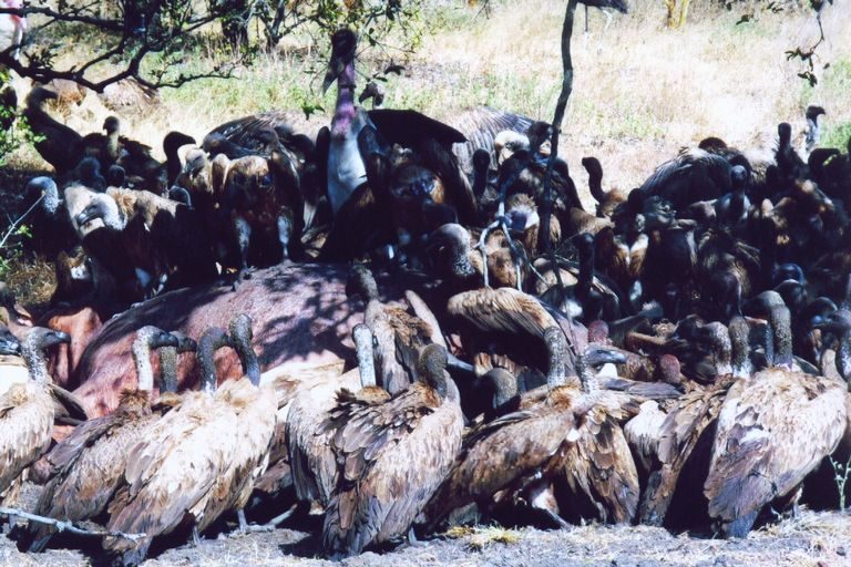 Vultures gathered on the plain