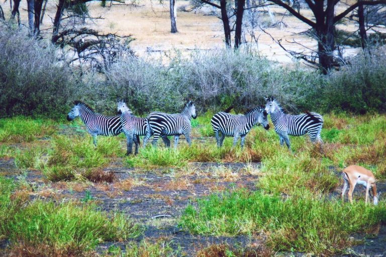Zebras grazing among the trees
